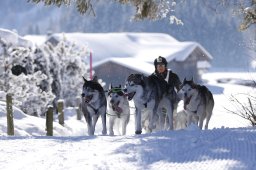 Lenk 2013